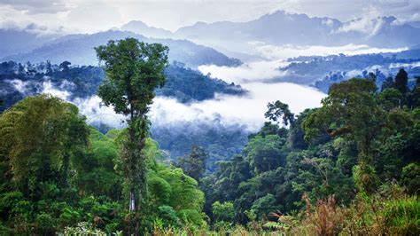 Trees In The Amazon Make Their Own Rain Science Aaas