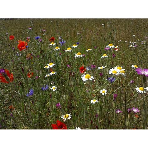 Cornfield Annuals Seed Mix Standard Mix From Wildflowers Uk