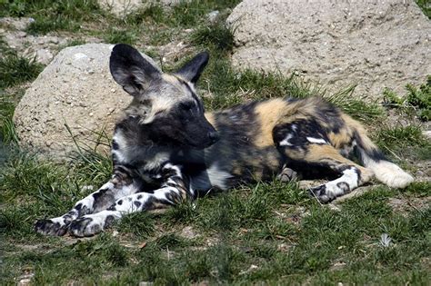 Africa is the world's second largest continent (asia is the largest). Picture 2 of 9 - African Wild Dog (Lycaon Pictus) Pictures ...