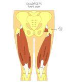 In today's post, i'll share the top 7 effective quadriceps exercises you should undertake in. Quadriceps Stock Illustrations - 245 Quadriceps Stock Illustrations, Vectors & Clipart - Dreamstime