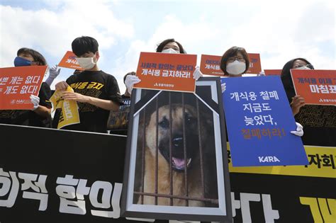 South Koreas President Raises Ban On Eating Dog Meat Hasnt The Time
