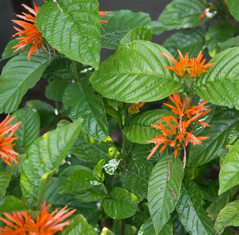 Mexican Honeysuckle Orange Plume Flower Justicia Spicigera Michael