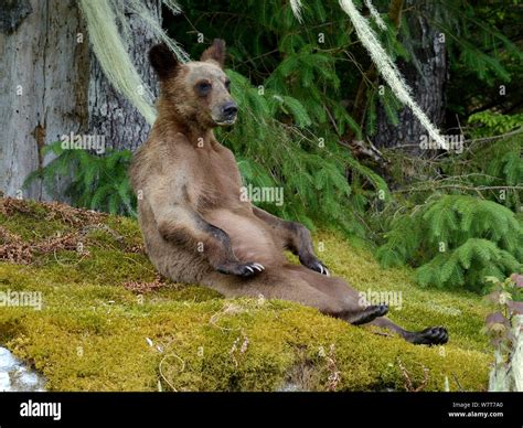 Juvenile Grizzly Bear Ursus Arctos Horribilis Sitting On Moss