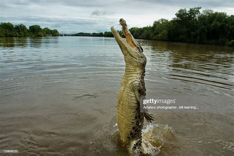 Jumping Crocodile High Res Stock Photo Getty Images