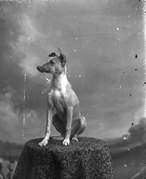 Stunning Dog Photography 27 Vintage Photos 1