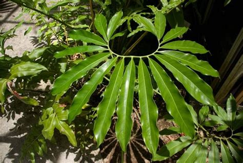 The mayoi belongs to the philodendron genus. Philodendron Schott | Plants of the World Online | Kew Science