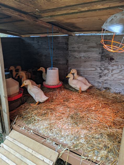 Building A Duck House Diy — Tejas Farm