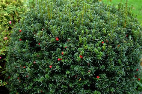 Hicks Yew Is The January 2020 Plant Of The Month Plants Evergreen