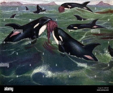 Orcas Aka Killer Whales Hi Res Stock Photography And Images Alamy