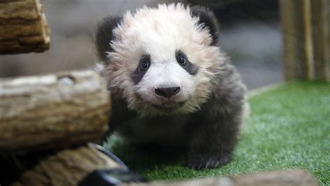 De la taille d'un grand chat (environ 60 centimètres de long), il. « Trop mignon », le bébé panda du zoo de Beauval est « en ...