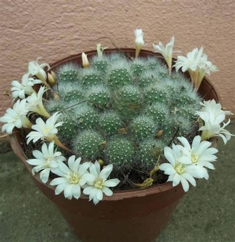 Además, sus flores son… simplemente espectaculares, a pesar. Colecciona más de 300 tipos de cactus en su casa | Nuevo ...