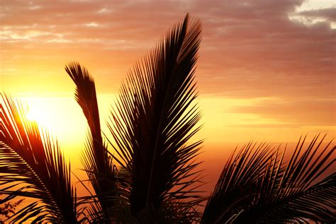 palm tree branch sunset wallpaper hd nature 4k wallpapers images photos and background