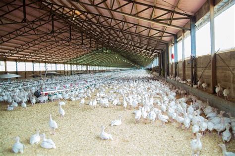 Top 50 Poultry Farming Tips Ideas And Techniques