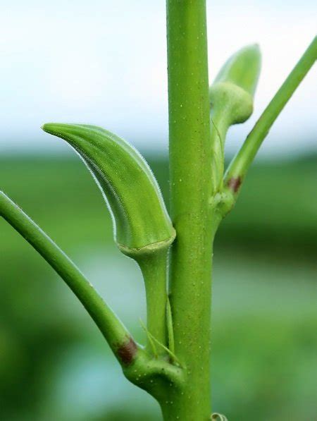 'okra' is used in the. Okra: - The Permaculture Research Institute