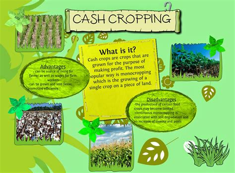 Career Guidance Entrepreneurship And Health Cash Crops Vs Food Crop
