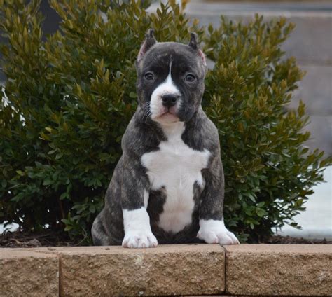 Ask us anything about the american bully breed and get immediate answers to your questions. Available puppies - Damel American Bully