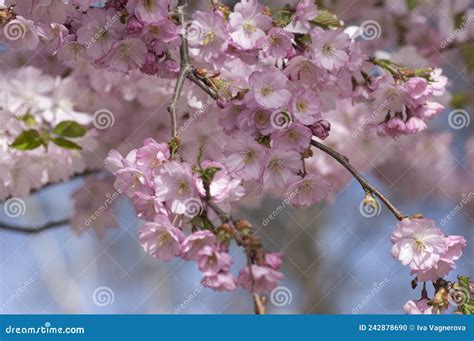 Prunus Sargentii Accolade Sargent Cherry Flowering Tree Branches