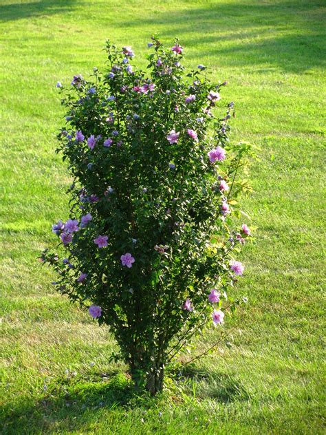 Rose Of Sharon Bush Rose Of Sharon Tree Rose Of Sharon Bush Flowering Bushes
