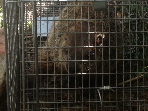 Pest control companies specialize in insect pests. Groundhog Removal Near Columbus, Dublin, Powell, Hilliard ...