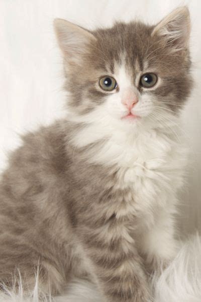 Book an appointment to meet adoptable cats. Today is International Cat Day!🐱You can go to Friends For ...