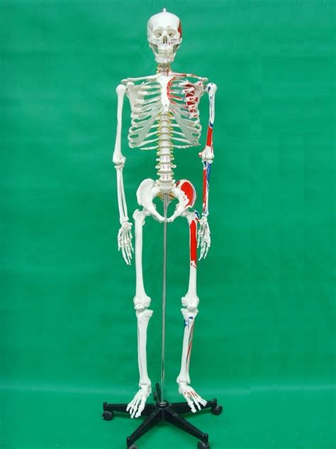 Human Skeleton Model With Half Muscle Coloring 170cm