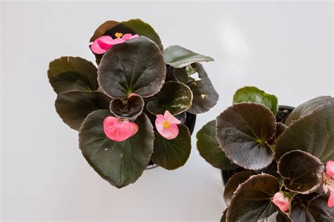 8 Easy Care Flowering Houseplants