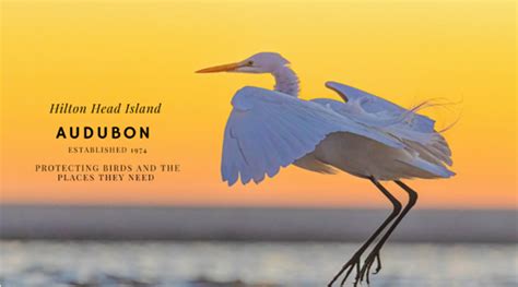 How To Help Hilton Head Audubon