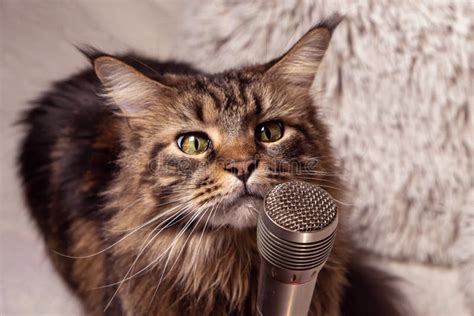 Cat And Microphone Funny Maine Coon Cat Singing A Song Stock Image