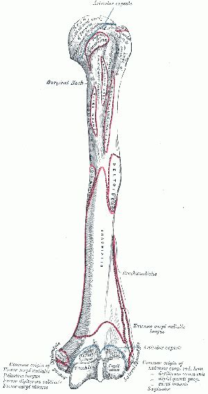 Upper part of the anterior border. Humerus - Physiopedia