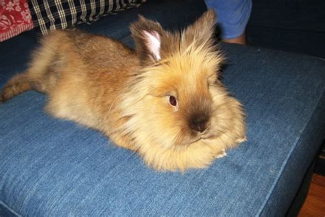 Lionhead Rabbits All About These Cute And Unusual Bunnies Pethelpful
