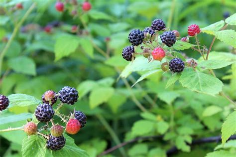 Taming Wild Black Raspberries Raspberry Plants Black Raspberry