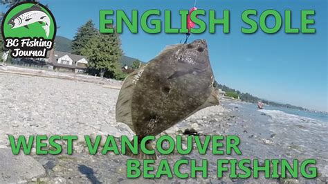 My first time here i saw a man crab fishing beside the sign on the pier that said no more. English Sole fish - West Vancouver Beach Fishing - YouTube