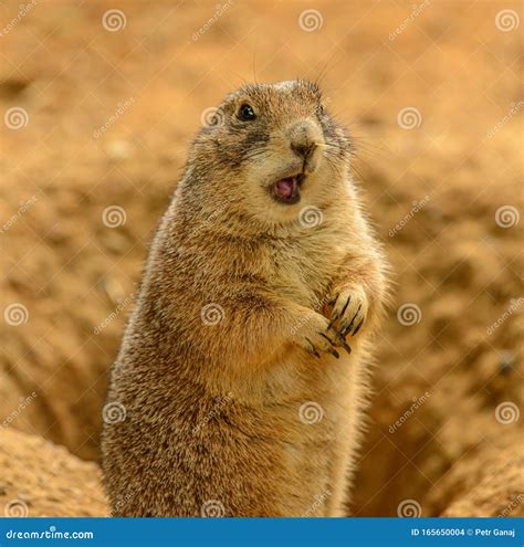 The Surprising Winner: Gopher Vs. Prairie Dog!