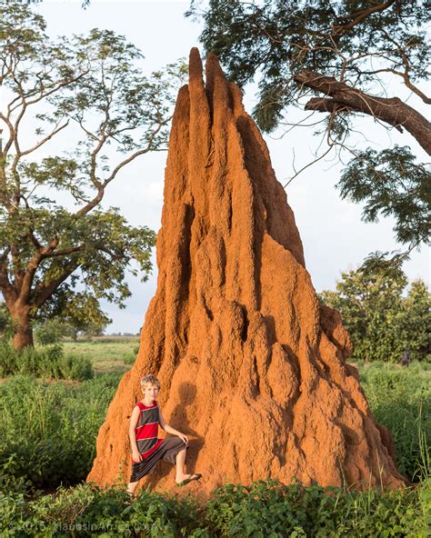 West African Termite Mounds The Hauns In Africa