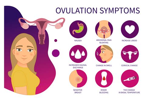 Ovulation Signs And Symptoms Pharmed
