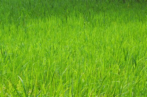 Gambar : menanam, bidang, halaman rumput, padang rumput, dedaunan, pola