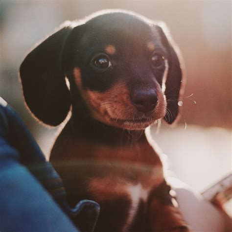 37 Mini Dachshund For Sale Miami Photo Bleumoonproductions