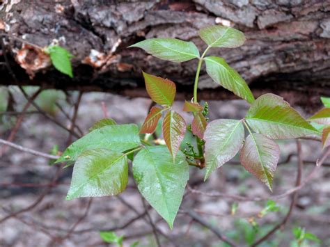 Upon discovering it in the new world, captain john smith noted in 1623, the poysoned weed is much in shape like our english ivy, but being but touched, causeth there's a better way to kill poison ivy in your garden. Landscaping 101: How to Kill Poison Ivy - Gardenista