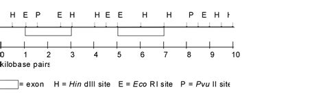 Restriction enzymes worksheet answers