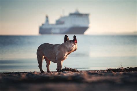 The Best Pet-Friendly Cruises for Your Furry Friend - Sand and Snow