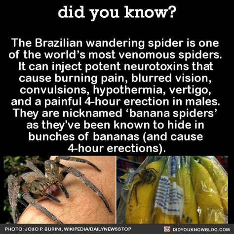 The Brazilian Wandering Spider Is One Of The Did You Know