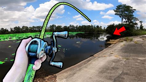This Roadside Pond Grows Trophy Sized Bass Public Pond Bass Fishing