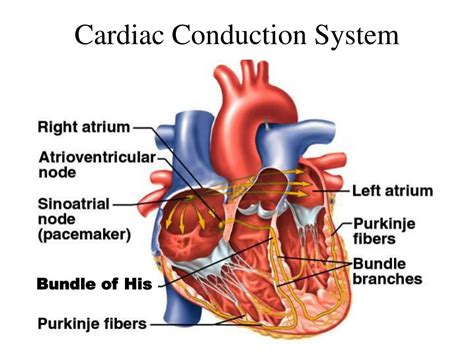 Overview Of The Cardiac Conduction System