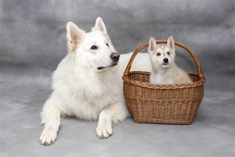 White Swiss Shepherd Puppy Traits Care Behavior Dogdwell
