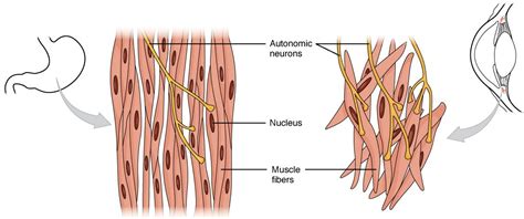 Glatte Muskulatur Aufbau Funktion Physiologie Lecturio