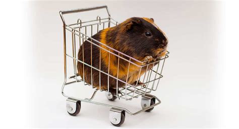 If the pig had it his way, you would be pleasing him. Where To Buy Guinea Pigs - Your Options And How To Choose