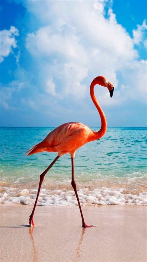 Pink Flamingo Backiee