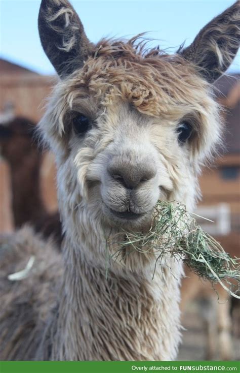 Llama video, inspired my twaimz. Day 198 of your daily dose of cute: ☺ happy llama ☺ ...