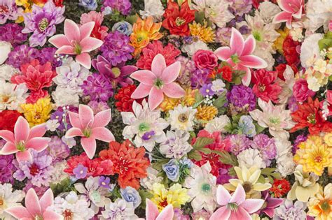 A flower having only functional stamens and lacking functional carpels is called a staminate flower, or (inaccurately) male. Lot of flowers stock photo. Image of background, detail ...