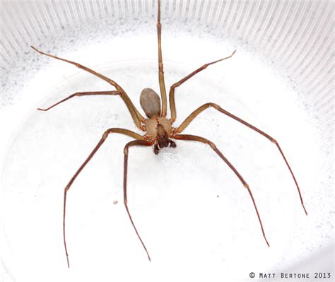 Two Cases Of Recluse Spider Bites In Nc 2023